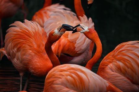 5. Flamingo