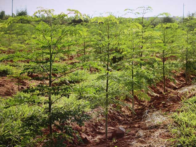 Moringa Tree